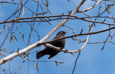 Starling huş ağacının yüksek dalında oturuyor, mavi gökyüzü arka planda..