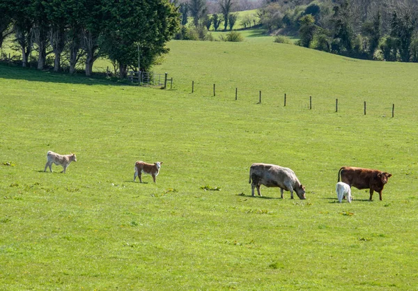 Kleine Gruppe Von Kühen Mit Neugeborenen Kälbern Grünen Gras Frühling — Stockfoto