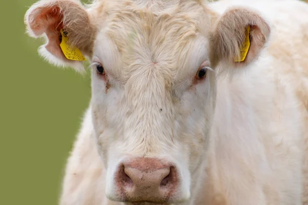 Genç inek kameranın önünde poz veriyor..