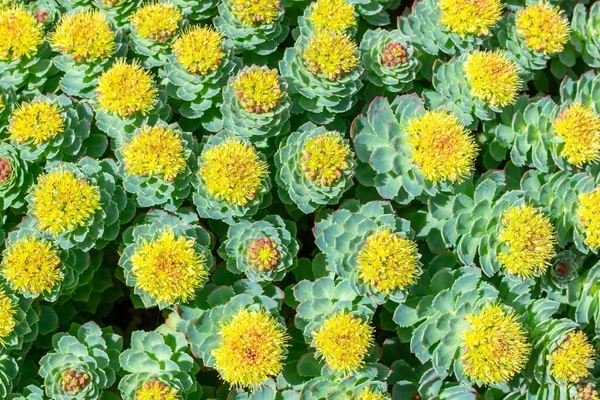Güneşli bir günde ilkbaharda Rhodiola Rosea çiçek açar. Güzel yeşil bir arka plan.