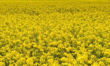 Kolza tohumu tarlası parlak sarı çiçeklerle çiçek açar.