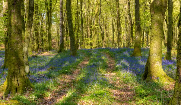 Floresta de faia na luz quente da primavera com tapetes de flores bluebell. — Fotografia de Stock