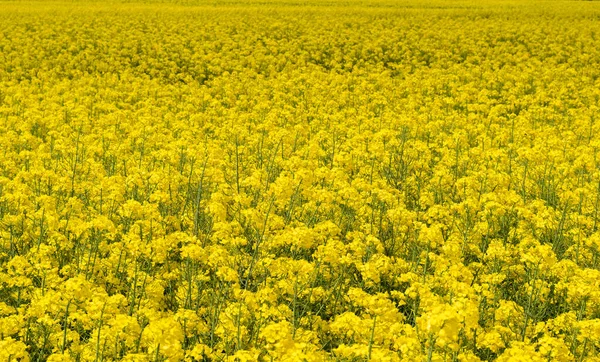 Kolza tohumu tarlası parlak sarı çiçeklerle çiçek açar.