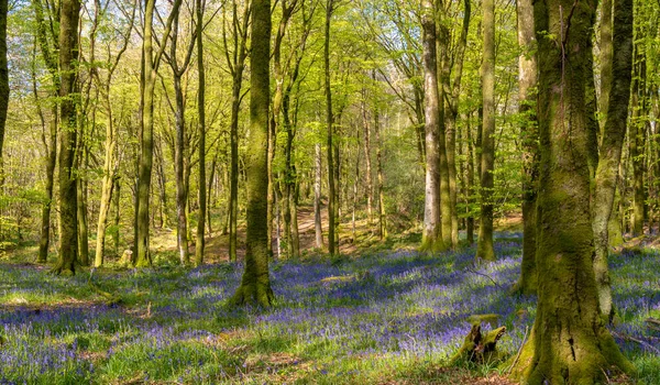 Floresta de faia na luz quente da primavera com tapetes de flores bluebell. — Fotografia de Stock