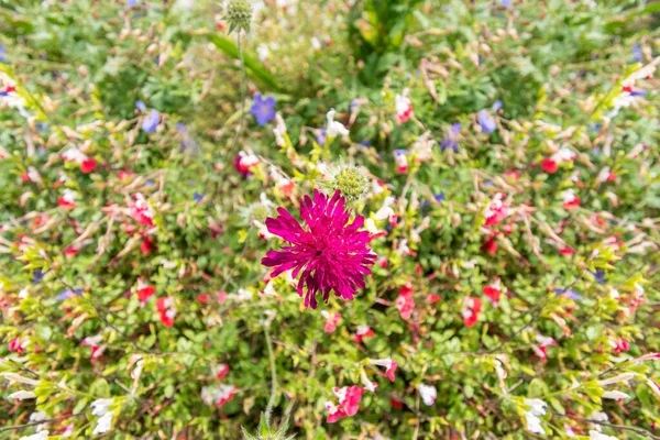 Blumenwiese mit verschiedenen Arten von Blumen für Backgrond. — Stockfoto