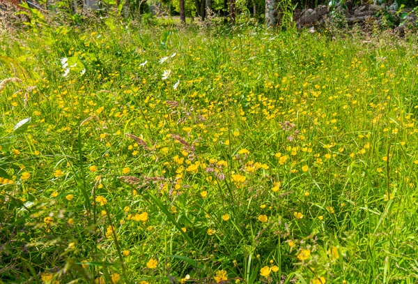 Grünes Feld mit gelben Blüten von Ranunkeln Hintergrund Schuss. — Stockfoto