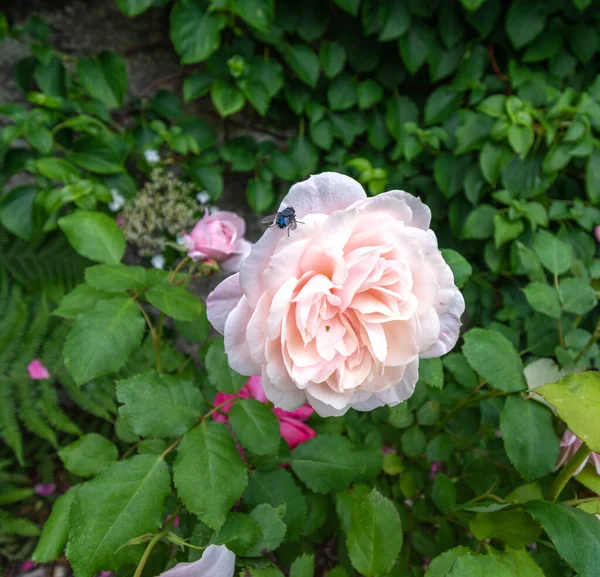 夏の庭で再びバラの花緑の葉対背景. — ストック写真