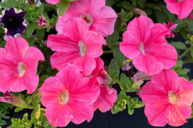 Renkli Petunya çiçekleri doğal ışık altında. Yaz çiçekleri..