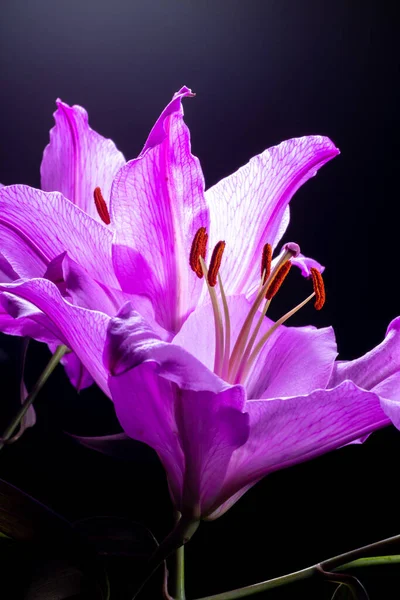 Fleurs de lis violet rétro-éclairé sur fond noir. — Photo