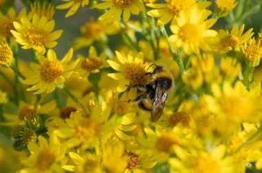 Soyut makro sarı ragwort çiçekleri nektar için sunulan yabanarısı..