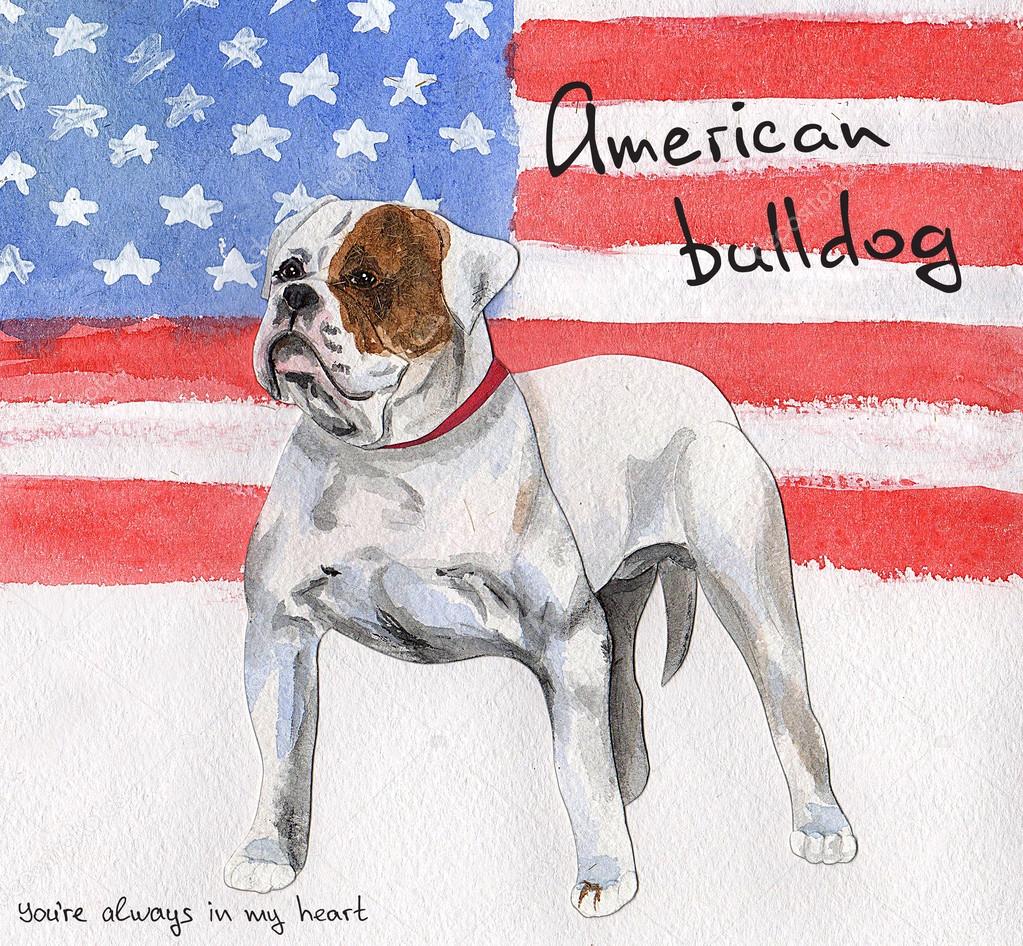Postcard American Bulldog.