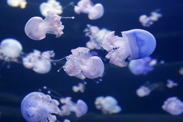 Une méduse rose nage dans un aquarium . — Photo