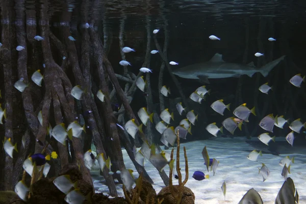 Tiburón con peces alrededor y vegetación alrededor . —  Fotos de Stock