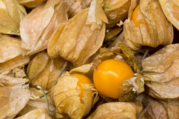 Physalis también conocido como cerezas de invierno, grosellas del cabo, cerezas molidas, amor en jaula o linterna china, aguaymanto. Foto tomada en Perú . — Foto de Stock