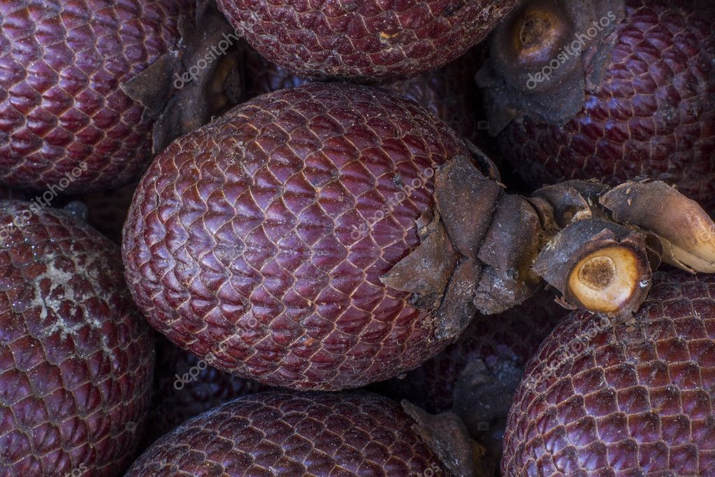 Kroniek extase maak het plat Exotisch fruit van Amerika: Aguaje of Moriche, palm fruit, buriti noten,  mauritia flexuosa, Maurity palm ⬇ Stockfoto, rechtenvrije foto door ©  mirceadobre78 #114495224