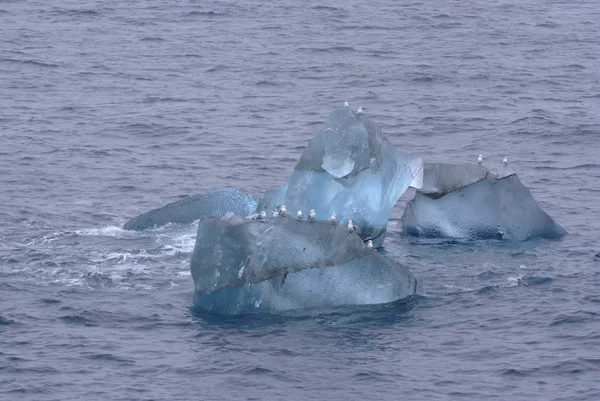 Gabbiani su ghiaccio galleggiante vicino a Spitsbergen, Svalbard, Norvegia . — Foto Stock