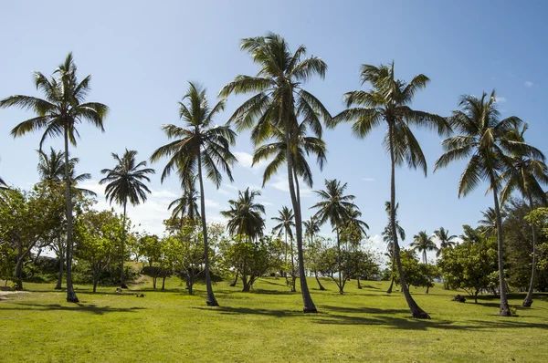 Tropische palmbomen golf terrein in Cayo Levantado, Dominicaanse Republiek. — Stockfoto