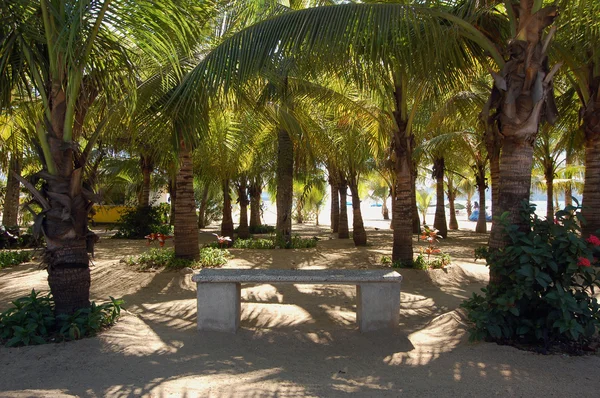 Pálmafa és pihentető helyet Acapulco, Mexikó. — Stock Fotó
