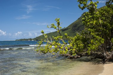 Plaj tropikal adada. Tahiti'de açık mavi su, kum ve palmiye ağaçları.