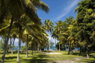 Plaj tropikal adada. Tahiti'de açık mavi su, kum ve palmiye ağaçları.