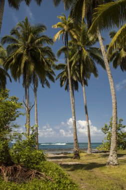 Plaj tropikal adada. Tahiti'de açık mavi su, kum ve palmiye ağaçları.
