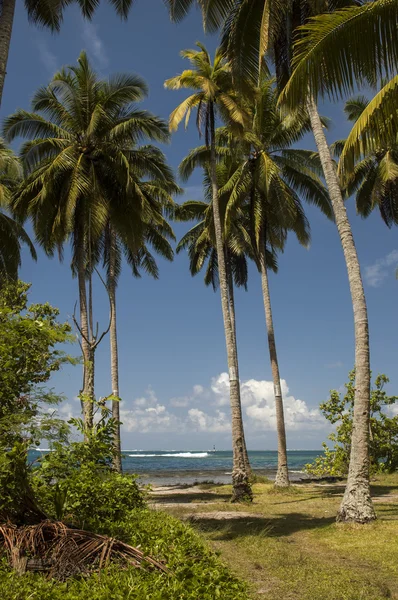 Plaj tropikal adada. Tahiti'de açık mavi su, kum ve palmiye ağaçları.