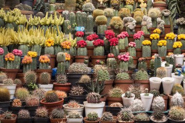 Tencere Peru bitki piyasada çeşitli renkli çiçek açan kaktüsler.