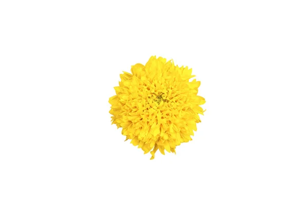 Beautiful Yellow Marigold Flower Isolated White Background — Stock Photo, Image