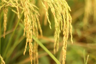 Pirinç tarlalarında arka planda bulanık pirinç yetişiyor..