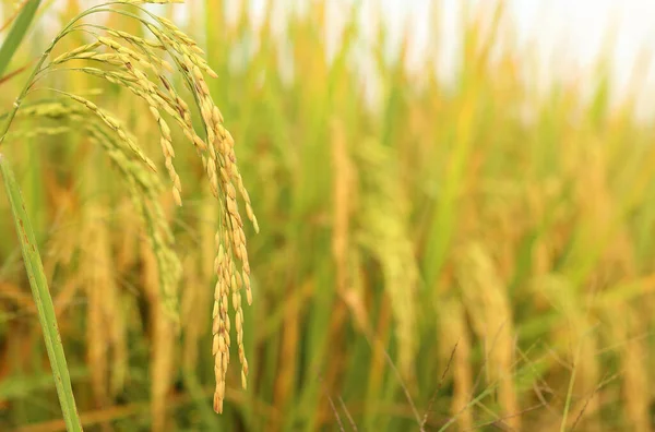 Gros Plan Oreille Riz Pousse Dans Les Rizières Avec Fond — Photo