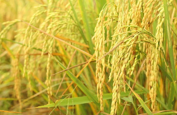 Menutup Telinga Padi Tumbuh Sawah Dengan Latar Belakang Yang Kabur — Stok Foto