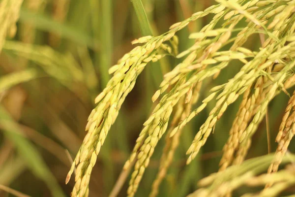 Pirinç tarlalarında arka planda bulanık pirinç yetişiyor..