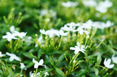 Arka plan ve duvar kağıdı için bahçede açan beyaz çiçekleri kapat.