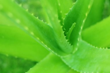 Bahçede yetişen aloe vera bitkisinin kapağını kapatın..