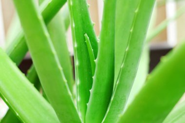 Bahçede yetişen aloe vera bitkisinin kapağını kapatın..