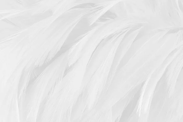 Arkaplan Tasarım Için Beyaz Gri Kuş Tüyü Deseni — Stok fotoğraf