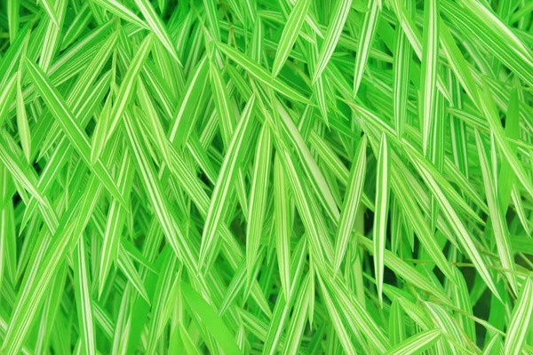 Gros Plan Feuilles Bambou Argenté Plante Dans Jardin — Photo
