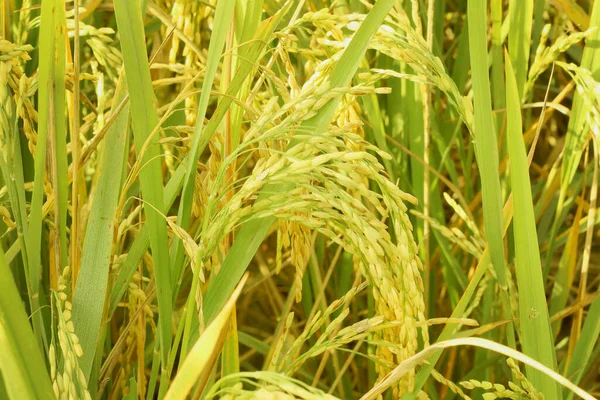 Près Oreille Riz Pousse Dans Les Rizières — Photo