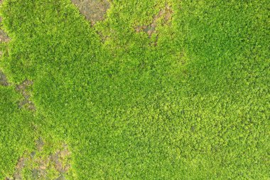 Arka plan için eski taş duvarda taze yeşil yosun deseni.