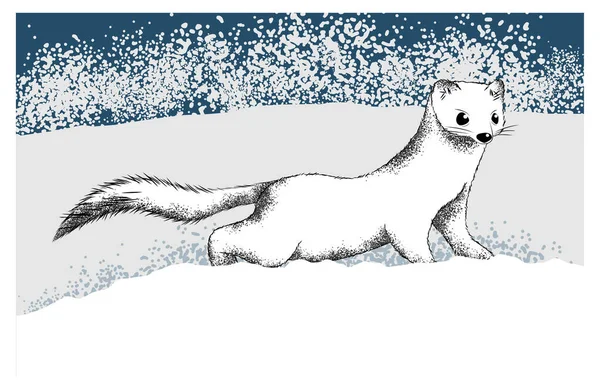 Der Kleine Weiße Hermelin — Stockvektor