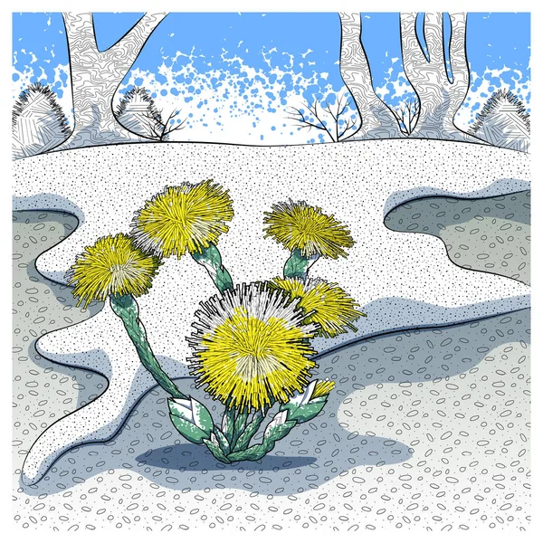 Yellow Flowers Coltsfoot Vector Illustration — Stock Vector