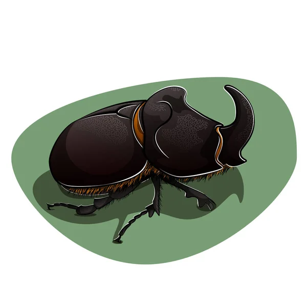 Rhinoceros Beetle Vector Illustration — Stock Vector