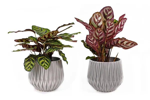 Prayer Plant Calathea Makoyana Comparison Raised Lowered Leaves Daytime Nighttime — Stock Photo, Image