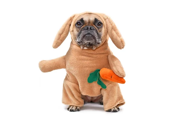 Vicces Francia Bulldog Kutya Öltözött Húsvéti Nyuszi Visel Egy Teljes — Stock Fotó