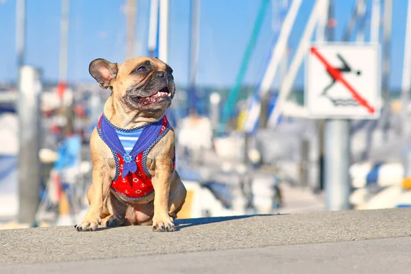 Liten Glad Fransk Bulldogg Bär Maritim Sjöman Hund Sele Sitter — Stockfoto