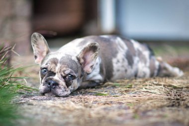 Uykulu renkli Fransız Bulldog köpeği yerde benekli yamaları var.