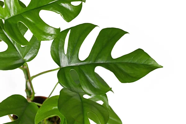 窓のある小さな葉を持つ流行の家の植物 ラフィドフォラ テトラスペルマ の葉は 白い背景に隔離された モンステラ ミニマ または ピッコロ とも呼ばれます — ストック写真