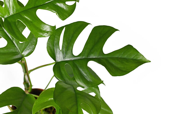 Leaf of tropical 'Rhaphidophora Tetrasperma' plant, a trendy house plant with small leaves with windows, also called 'Monstera Minima' Or 'Piccolo' isolated on white background