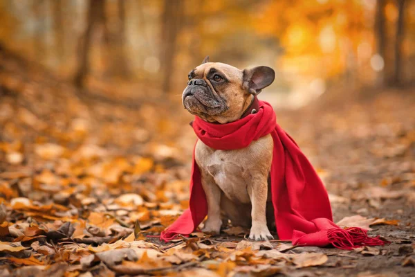 Cão Bulldog Francês Vestindo Cachecol Vermelho Sentado Floresta Coberto Folhas — Fotografia de Stock