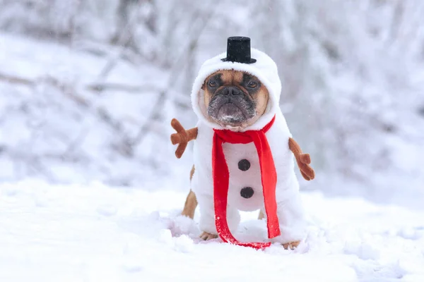Funny French Bulldog dog dressed up as snowman with funny full body suit costume with red scarf, fake stick arms and small top hat in winter snow landscape